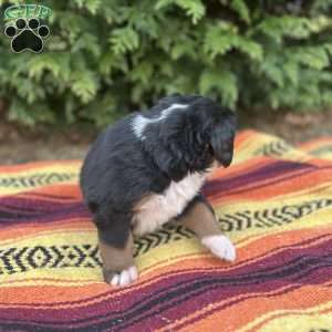 Ivy, Bernese Mountain Dog Puppy